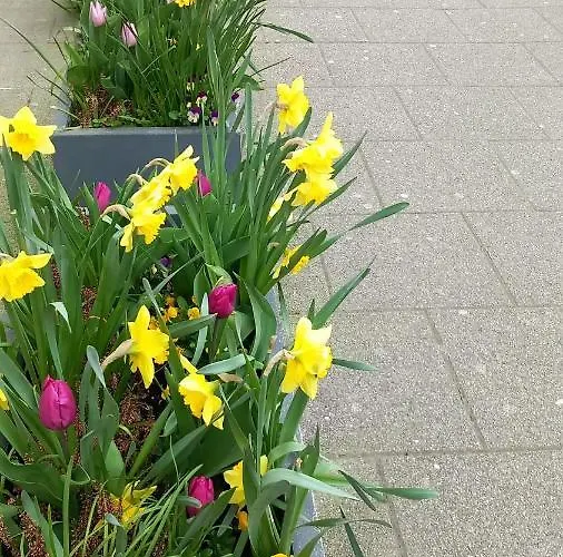 Marion Weber Lägenhetshotell 3*